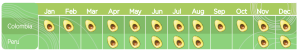 Avocado season chart