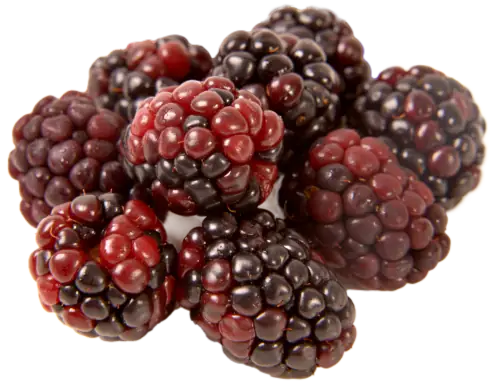 IQF Fruit Blackberry